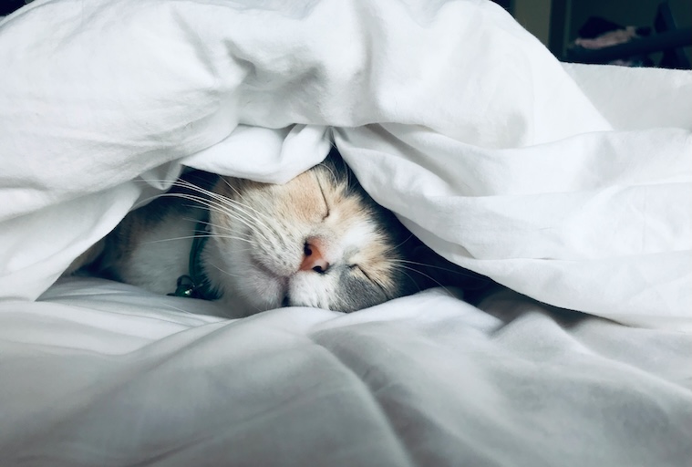 Cute cat sleeping deeply on a bed